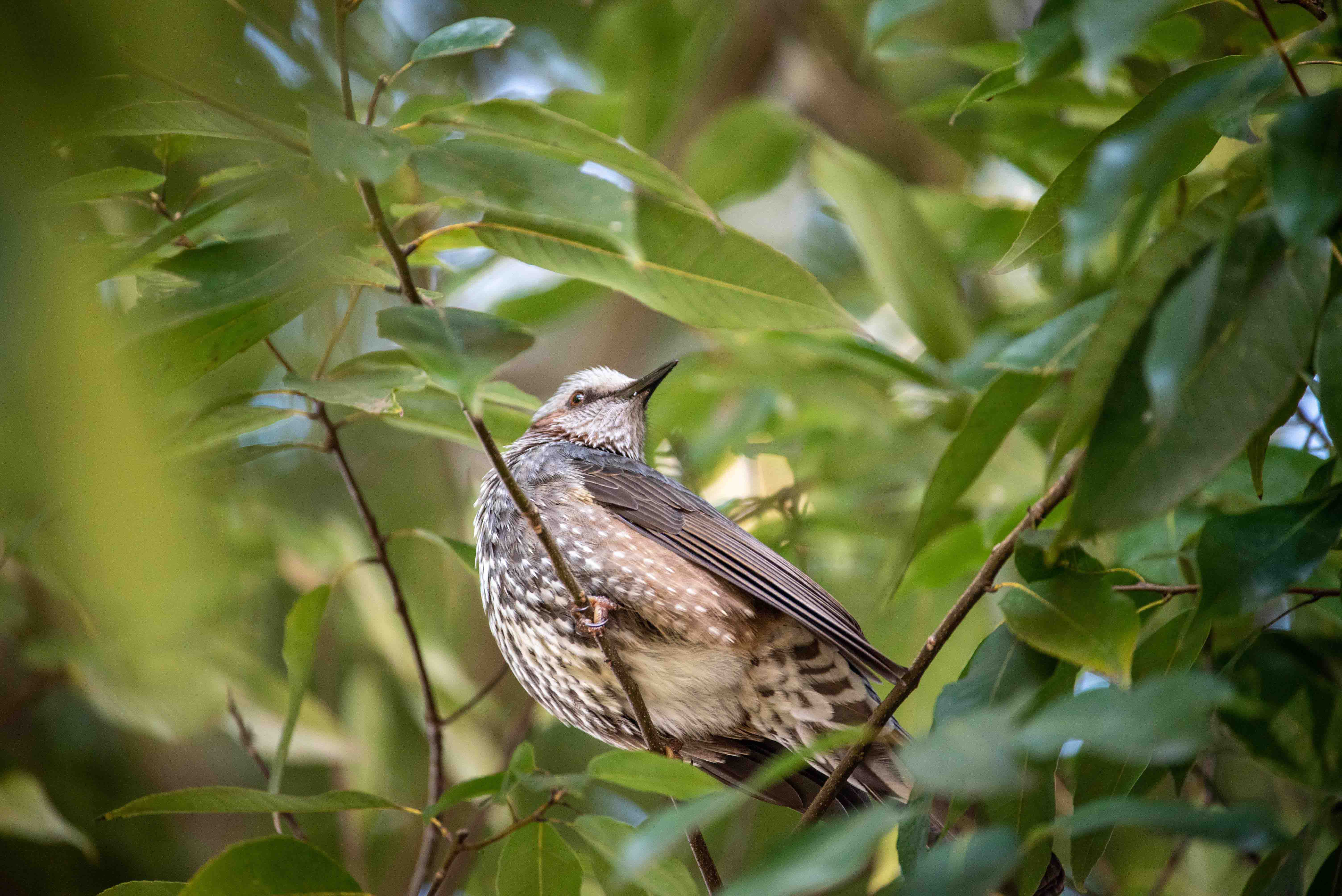 Man sits with cigar by River in Hiroshima